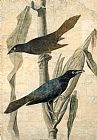 John James Audubon Canvas Paintings - Purple Grackle